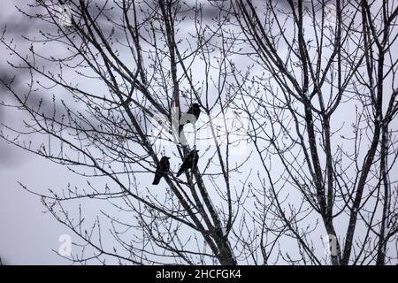 Tre Crows americani, Corvus brachyrhynchos, si sono imbogiati su rami di un albero di Poplar durante una tempesta di neve in Wisconsin Foto Stock