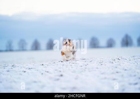 Pastore australiano che corre attraverso la neve in un giorno bianco d'inverno Foto Stock