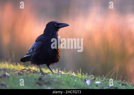 Il corvo carraone è un uccello passerino della famiglia Corvidae e del genere Corvus, originario dell'Europa occidentale e del Paleartico orientale. Foto Stock