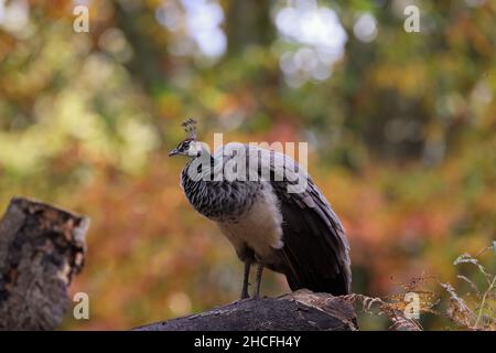 Il peafowl indiano, conosciuto anche come il peafowl comune, e il peafowl blu, è una specie di peafowl originaria del subcontinente indiano. Foto Stock