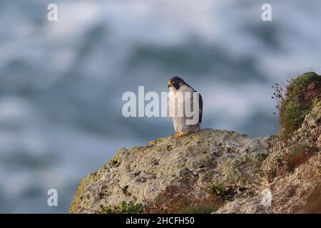 Il falco peregrino, conosciuto anche come il peregrino, e storicamente come il falco dell'anatra nel Nord America, è un uccello di preda. Foto Stock