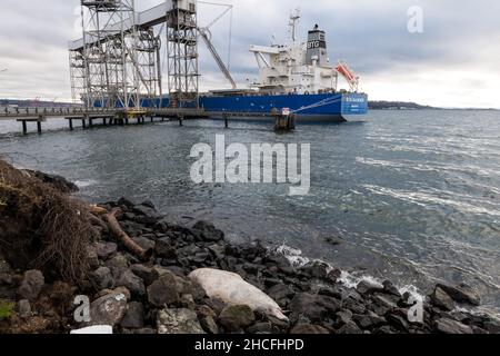 Seattle, Stati Uniti. 23 Dic, 2021: Un leone di Mare morto nel parco di Myrtle Edwards. Foto Stock