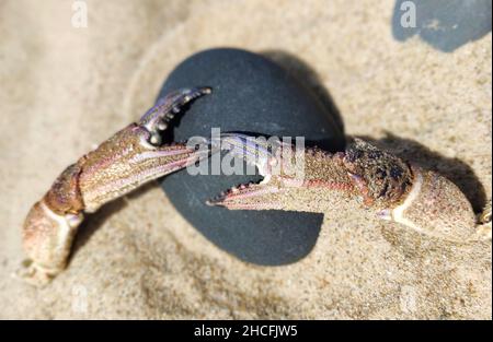 Closeup shot delle artigli di un granchio in una spiaggia Foto Stock