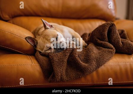 Primo piano di un adorabile bulldog francese che dorme su un divano Foto Stock