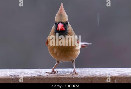 Il cardinale settentrionale si trova sul ponte Foto Stock