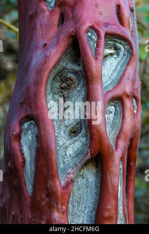 Manzanita a bacca grossa, Manzanita glauca, abbaia con vene vive sinuose su legno morto nel chaparral of Pinnacles National Park, California, USA Foto Stock