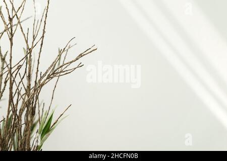 Albero naturale, gambo di pianta su bianco chiaro con sfondo ombra overlay. Negativo, spazio libero. Pulire lo stile organico minimo. Foto Stock