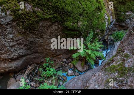 Giant Chain Fern, Woodwardia fimbriata, nella zona di Bear Gulch Cave del Pinnacles National Park, California, USA Foto Stock