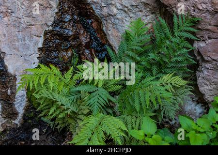 Giant Chain Fern, Woodwardia fimbriata, nella zona di Bear Gulch Cave del Pinnacles National Park, California, USA Foto Stock