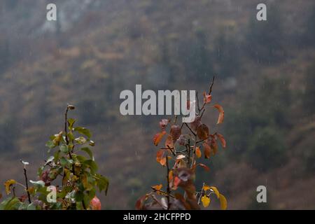Gocce d'acqua su bastoni d'albero nella stagione autunnale. Primo piano, profondità di campo poco profonda Foto Stock