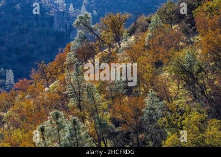 Chaparral nel tardo autunno visto da Condor Gulch Trail nel Pinnacles National Park, California, Stati Uniti Foto Stock