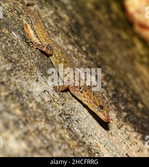 Il gecko a righe di Wiegmann è scientificamente noto come Gonatodes vittatus. Questa foto è stata scattata sull'isola caraibica di Trinidad. Foto Stock
