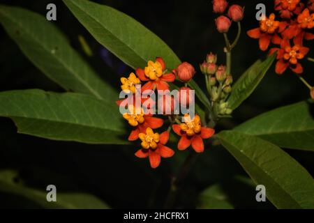 Fiore di munghita in un giardino a Trinidad. Foto Stock