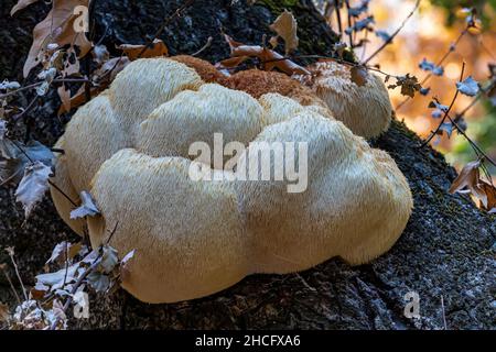 Lion's Mane, Hericium erinaceus, funghi su un albero morto o morente lungo il Sycamore Trail nel Pinnacles National Park, California, USA Foto Stock