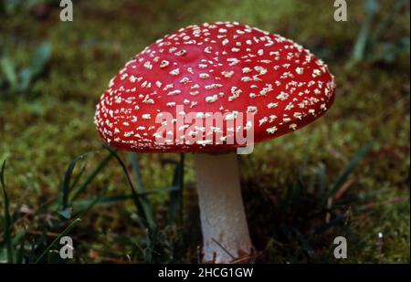 AMANITA MUSCARIA MACCHATA ROSSA E BIANCA, COMUNEMENTE CONOSCIUTA COME AGARICO DELLE MOSCHE O AMANITA DELLE MOSCHE.. Foto Stock