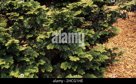 Albero di ottusa di Chamaecyparis (comunemente noto come cipresso giapponese, cipresso hinoki o hinoki. Foto Stock