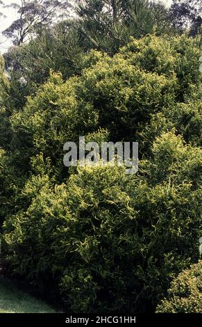 Cryptomeria japonica è un albero di conifere comunemente noto come cedro giapponese o sequoia giapponese. Foto Stock