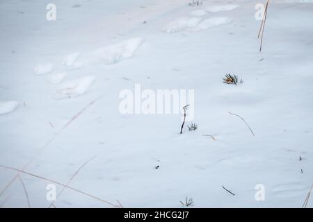 Tracce di una lepre e di una volpe che lo inseguono sulla neve bianca nella foresta. Tracce di animali nella neve. Lepre, lupo, volpe, cane, zampe di gatto impronte nella foresta Foto Stock