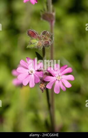 Red Campion (Silene dioica). Fiore maschio con timbrine. Unisessuale. Pianta pelosa. Cinque petali e sepali profondamente intagliati. Gemme, due fiori a livello degli occhi. Foto Stock