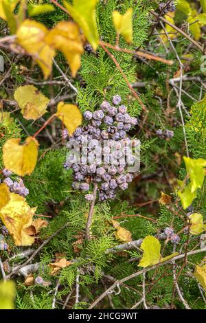 Vista laterale dei rami di thuja con i coni marroni maturi primo piano. Messa a fuoco selettiva Foto Stock