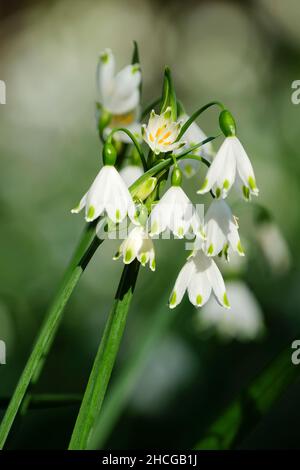 Leucojum aestivum 'Gravetye Giant', fiocco di neve estivo 'Gravetye Giant'. Fiori bianchi a forma di campana all'inizio della primavera Foto Stock