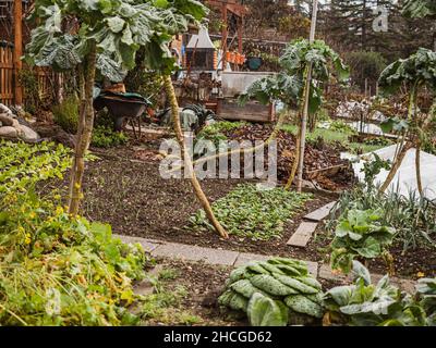 Vegetali e piante naturali coltivati in modo biologico vengono coltivati in un giardino comunitario. Foto Stock