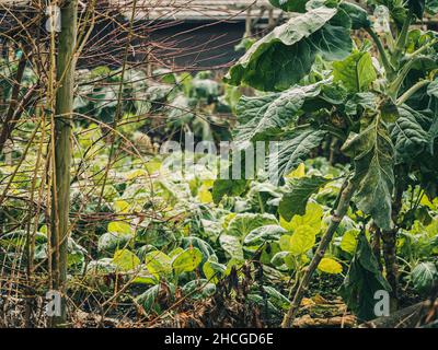 Vegetali e piante naturali coltivati in modo biologico vengono coltivati in un giardino comunitario. Foto Stock