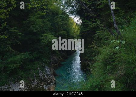 Scena mozzafiato di acqua limpida che corre circondato da una foresta Foto Stock