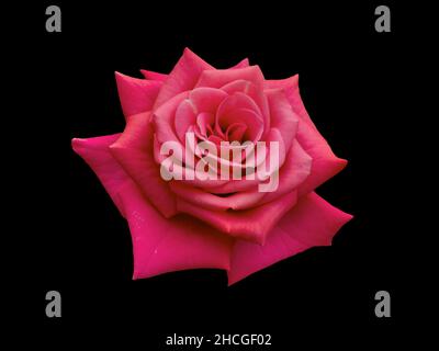 Rosa scuro su sfondo nero Foto Stock