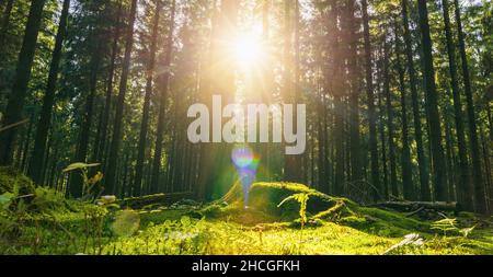 Bella foresta in autunno con un luminoso sole che splende attraverso gli alberi Foto Stock