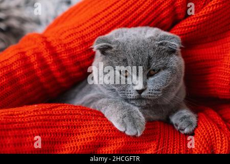 Donna con il suo bel gatto soffice tra le braccia. Gattino scozzese grigio carino. Animali domestici e stile di vita. Foto Stock