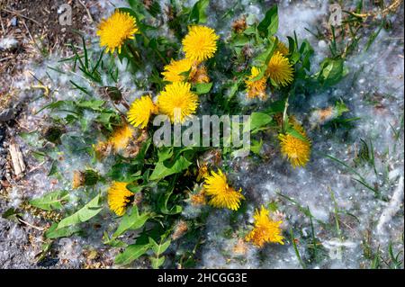 pianta di dente di leone con fiore giallo che cresce su un terreno coperto da semi di pioppo bianco Foto Stock