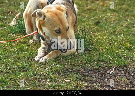 Galgomix bearbeitet AST - Holz ist ein effektives Spielzeug Foto Stock