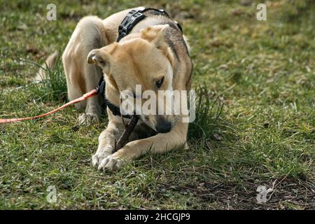 Galgomix mit Hockstück - AST - als Spielzeug Foto Stock