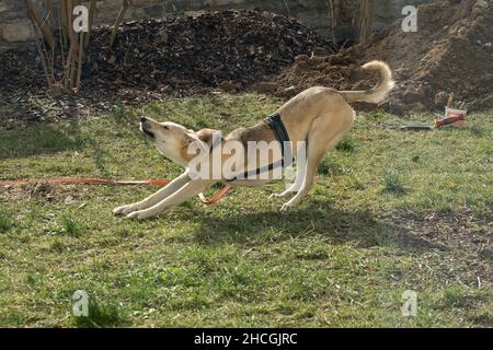 Hundemorgengymnastik - Morgengymnastik für Hunde Foto Stock