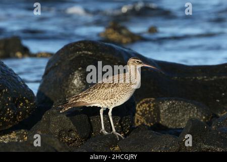 Whimbrel su una costa rocciosa dove si nutrono la caccia di crostacei tra le rocce. Migrazione preliminare al loro terreno di allevamento di Tundra. Foto Stock