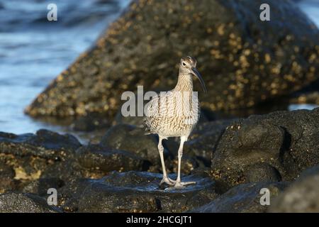 Whimbrel su una costa rocciosa dove si nutrono la caccia di crostacei tra le rocce. Migrazione preliminare al loro terreno di allevamento di Tundra. Foto Stock