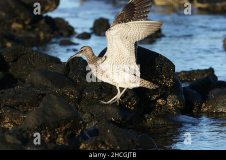 Whimbrel su una costa rocciosa dove si nutrono la caccia di crostacei tra le rocce. Migrazione preliminare al loro terreno di allevamento di Tundra. Foto Stock