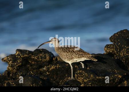 Whimbrel su una costa rocciosa dove si nutrono la caccia di crostacei tra le rocce. Migrazione preliminare al loro terreno di allevamento di Tundra. Foto Stock