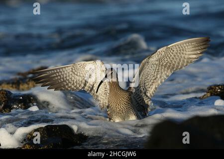 Whimbrel su una costa rocciosa dove si nutrono la caccia di crostacei tra le rocce. Migrazione preliminare al loro terreno di allevamento di Tundra. Foto Stock