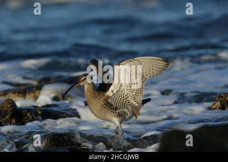 Whimbrel su una costa rocciosa dove si nutrono la caccia di crostacei tra le rocce. Migrazione preliminare al loro terreno di allevamento di Tundra. Foto Stock