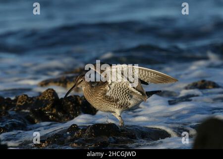 Whimbrel su una costa rocciosa dove si nutrono la caccia di crostacei tra le rocce. Migrazione preliminare al loro terreno di allevamento di Tundra. Foto Stock