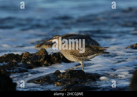 Whimbrel su una costa rocciosa dove si nutrono la caccia di crostacei tra le rocce. Migrazione preliminare al loro terreno di allevamento di Tundra. Foto Stock