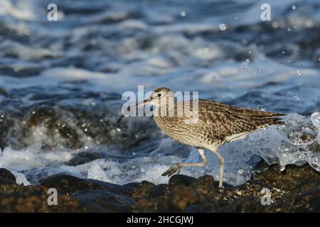 Whimbrel su una costa rocciosa dove si nutrono la caccia di crostacei tra le rocce. Migrazione preliminare al loro terreno di allevamento di Tundra. Foto Stock