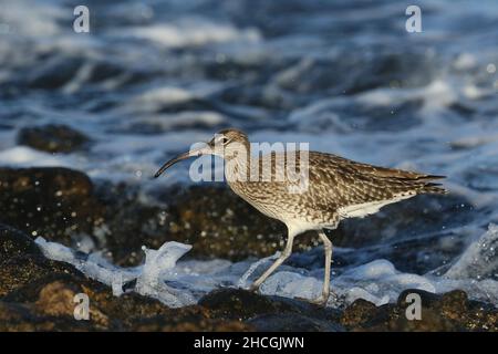 Whimbrel su una costa rocciosa dove si nutrono la caccia di crostacei tra le rocce. Migrazione preliminare al loro terreno di allevamento di Tundra. Foto Stock