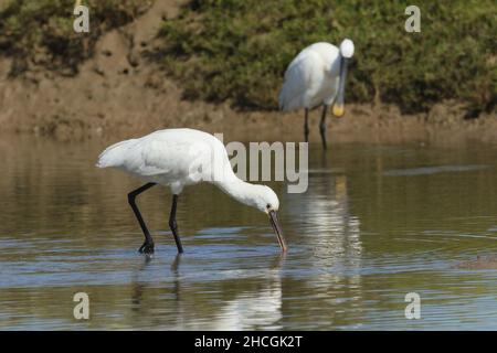 Queste immagini sono state scattate di un piccolo gruppo di spatole adulte in una laguna costiera a Lanzarote. Il cerotto giallo della gola che indica gli adulti. Foto Stock