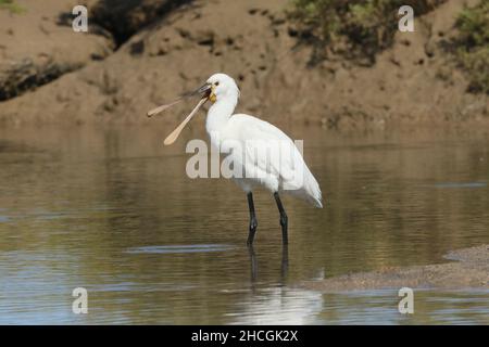 Queste immagini sono state scattate di un piccolo gruppo di spatole adulte in una laguna costiera a Lanzarote. Il cerotto giallo della gola che indica gli adulti. Foto Stock