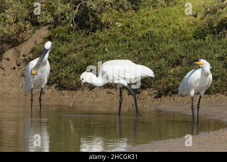 Queste immagini sono state scattate di un piccolo gruppo di spatole adulte in una laguna costiera a Lanzarote. Il cerotto giallo della gola che indica gli adulti. Foto Stock