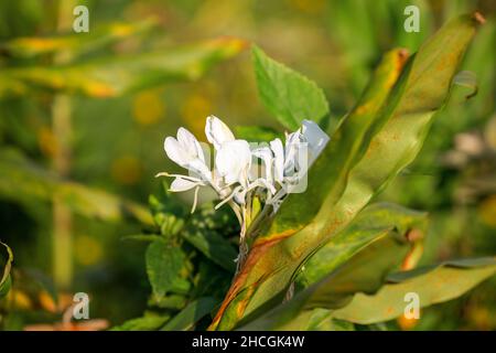 Fiori bianchi fioriti in foglie verdi in una giornata di sole Foto Stock