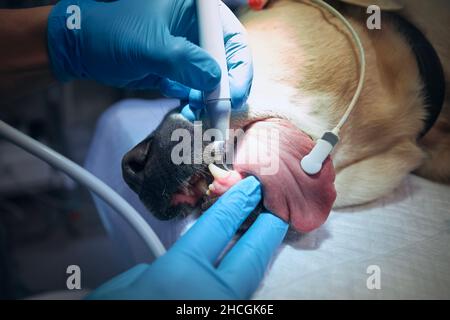 Veterinario durante l'esame e la pulizia dei denti del cane. Vecchio labrador ritrovato in ospedale animale. Foto Stock